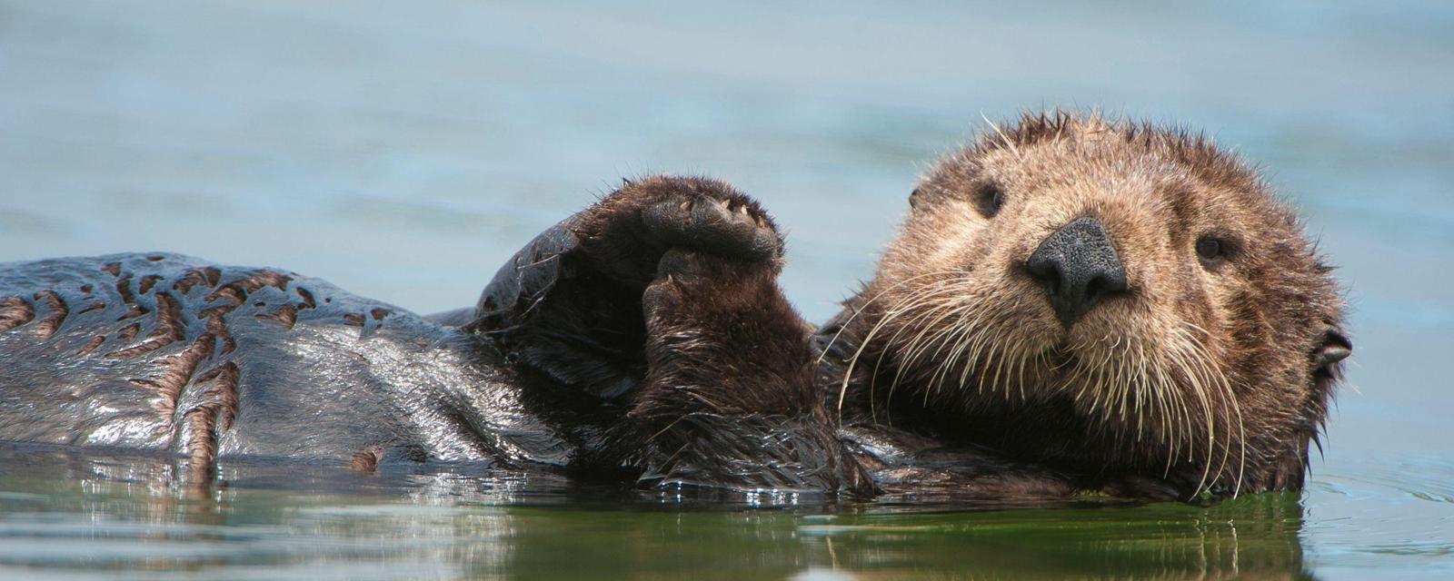Hero A sea otter floating on its back in California 